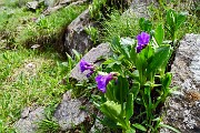 69 Primula latifolia ( a foglie allargate)